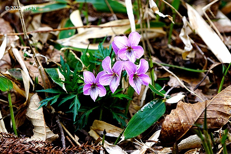 Viola chaerophylloides var. sieboldiana x eizanensis