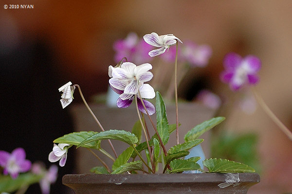 Viola betonicifolia var. oblongosagittata x mandshurica