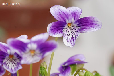 Viola mandshurica x patrinii