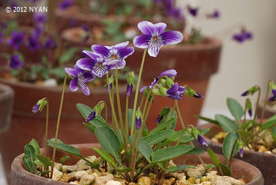 Viola mandshurica x patrinii