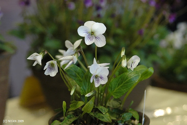 Viola mandshurica var. triangularis x patrinii