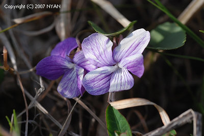 Viola hirtipes x patrinii