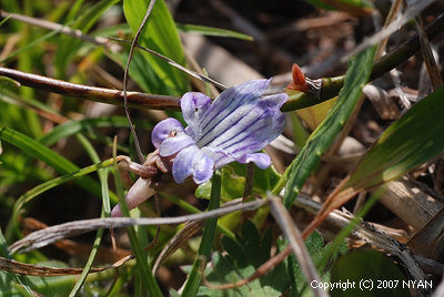 Viola hirtipes x patrinii