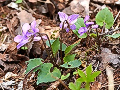 ミヤマヒナスミレ ミヤマヒナスミレ