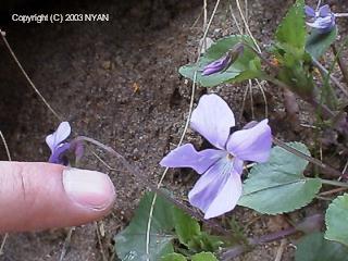 Viola grypoceras x  kusanoana