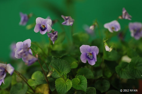 Viola grypoceras x  kusanoana
