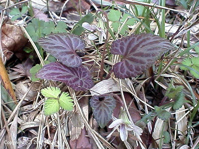 Viola tokubuchiana x yezoensis