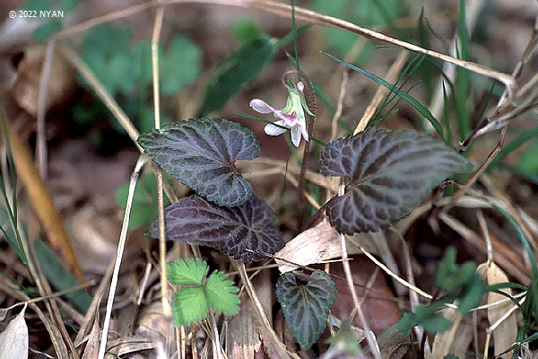 Viola tokubuchiana x yezoensis