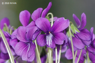 Viola mandshurica x yedoensis
