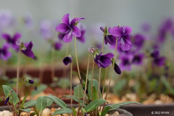 Viola mandshurica x yedoensis