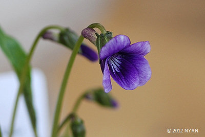 Viola mandshurica x tokubuchiana var. takedana