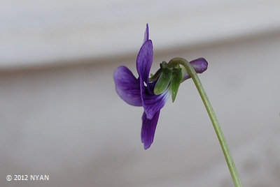 Viola mandshurica x tokubuchiana var. takedana