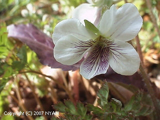 Viola yezoensis