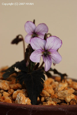 Viola x miyajiana