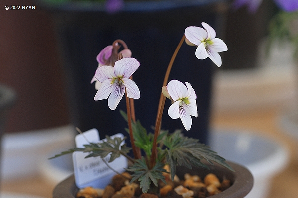 Viola x miyajiana