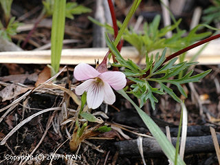 Viola chaerophylloides f. sieboldiana
