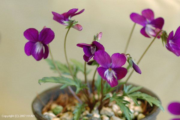 Viola x suzukii（Red flower）