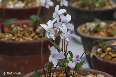 Viola x suzukii（White flower）