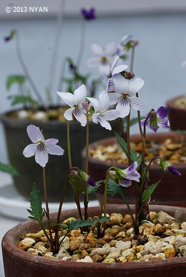 Viola x suzukii（White flower）
