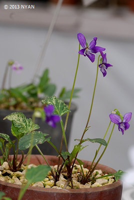 Viola x suzukii（Mottled leaves）