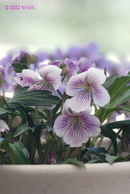 Viola x suzukii（Rose flower）