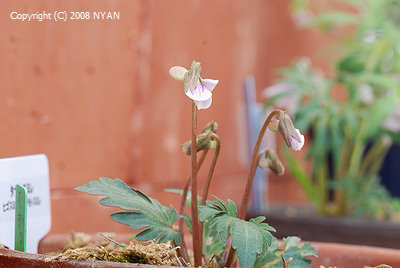 Viola x kurokawae