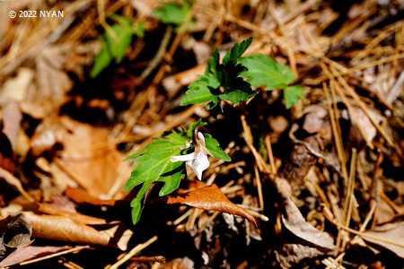 Viola x kurokawae