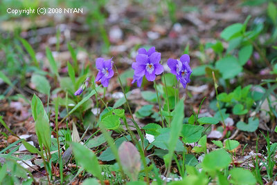 Viola x obtuso-grypoceras