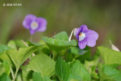 Viola x obtuso-grypoceras