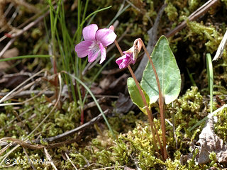 Viola violacea f. versicolor