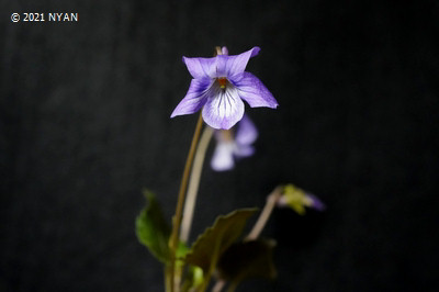 Viola x greatrexii