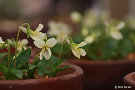 2011/01/05 ヒカゲスミレ 2011/01/05 展示会の花(37)