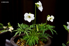 2023/03/14 ヒゴスミレ(白花変種) 2023/03/14 端正な白い花が綺麗
