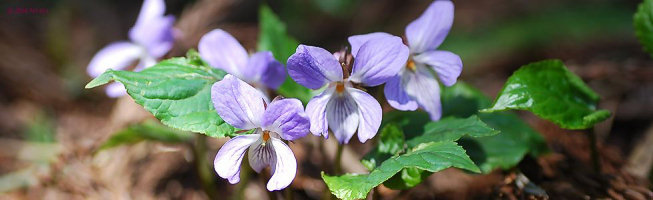 Viola bissetii