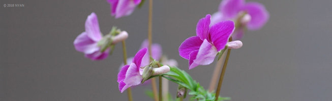 Viola sp. ('Benibana-nanzan')