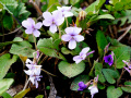 Viola phalacrocarp f. apallescens