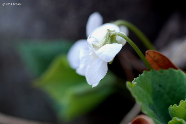 Viola rossii f. lactiflora