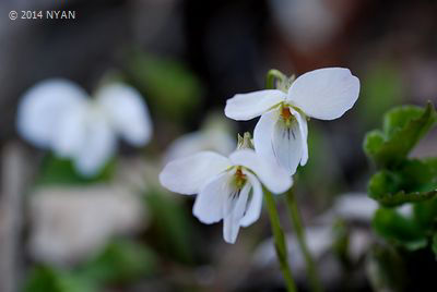 Viola rossii f. lactiflora