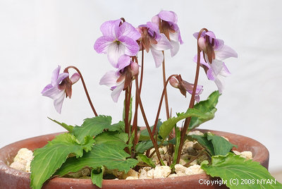 Viola eizanensis var. simplicifolia