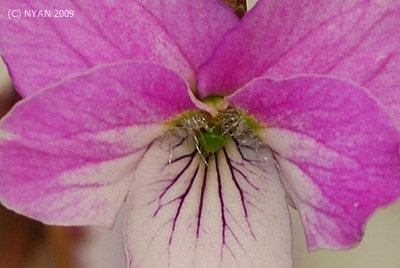Viola eizanensis var. simplicifolia