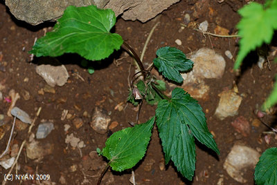 Viola eizanensis var. simplicifolia f. leucantha