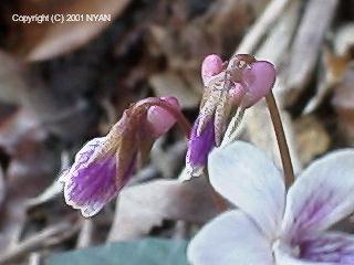 Viola sieboldi f. variegata