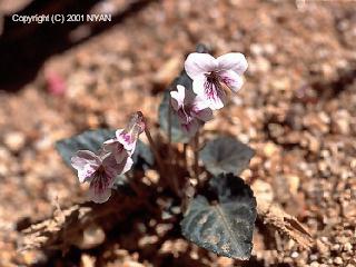 Viola sieboldi f. variegata