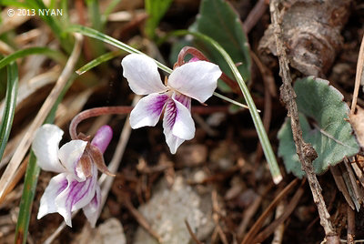 Viola sieboldi