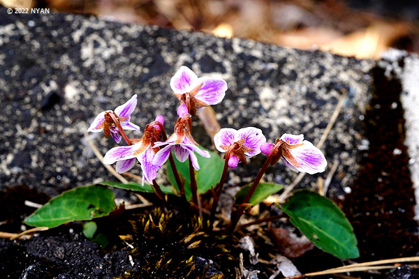 Viola sieboldi