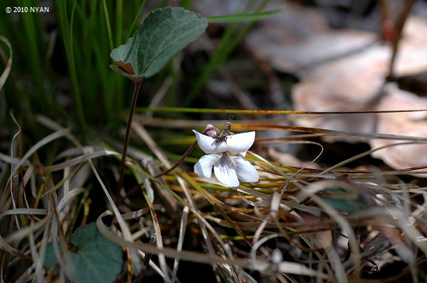 Viola variegata var. nipponica