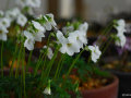 Viola chaerophylloides var. sieboldiana (white flower)