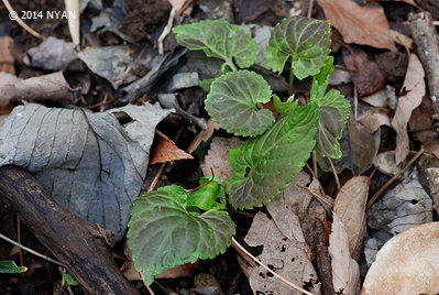Viola yezoensis f. discolor
