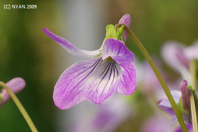 Viola japonica 'Sakura'