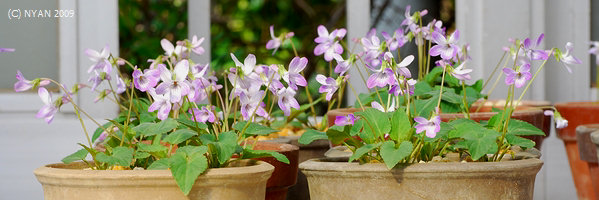 Viola japonica 'Sakura'